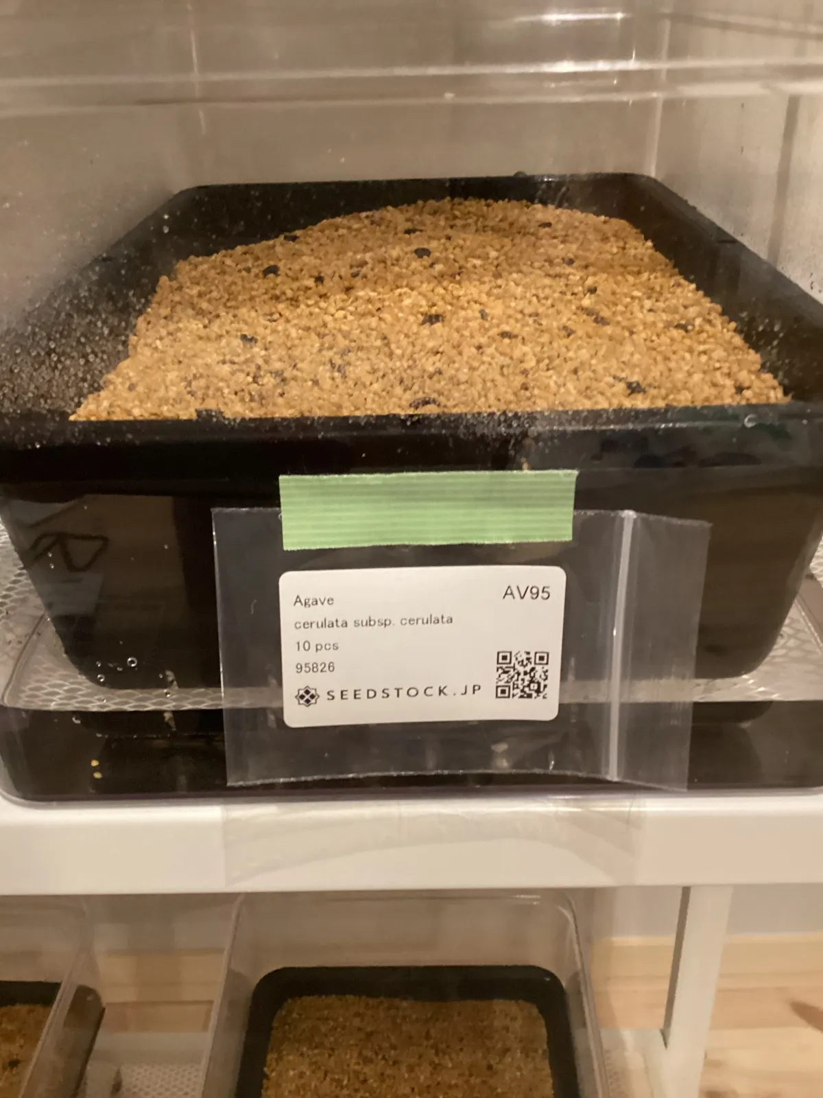 Agave cerulata subsp. cerulata (アガベ セルラータ)