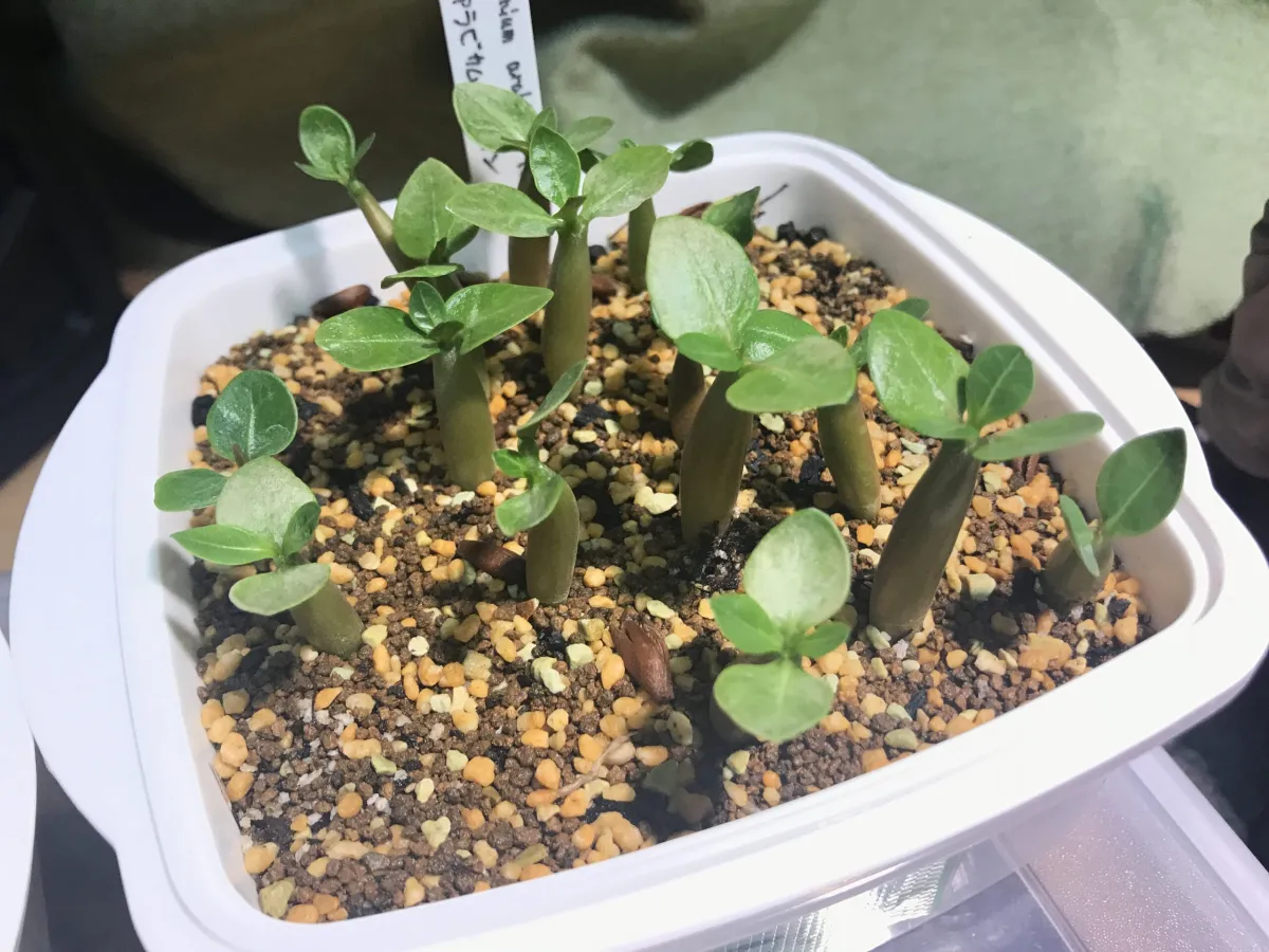 Adenium arabicum (アデニウム アラビカム イエメン)
