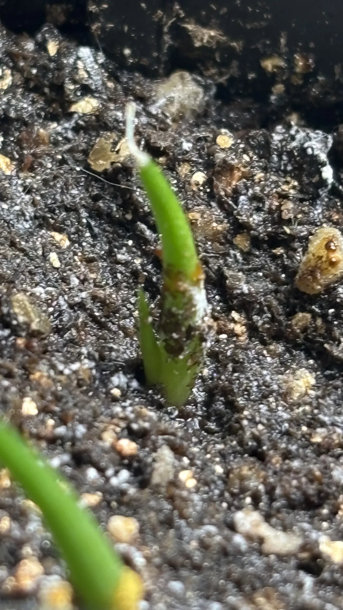 Agave striata subsp. striata (アガベ ストリアータ)