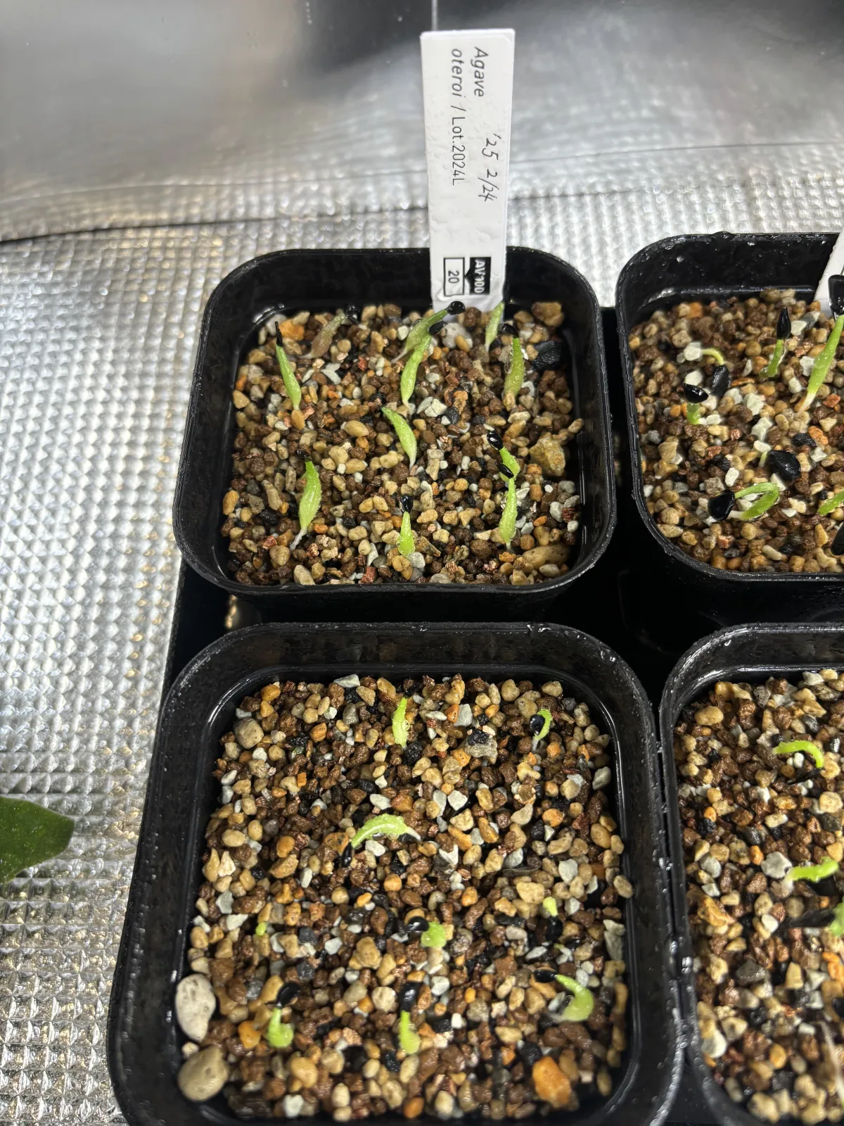 Agave oteroi (アガベ オテロイ)