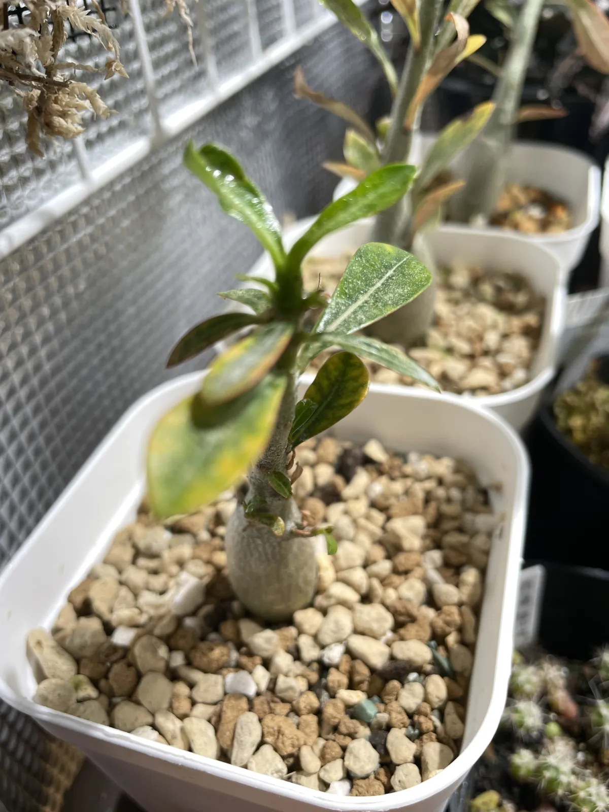 Adenium obesum (アデニウム オベスム)
