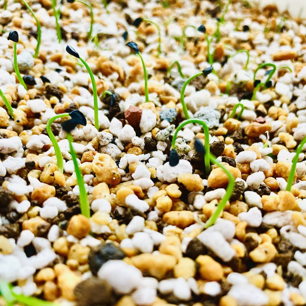 Agave attenuata (アガベ アテナータ 初緑)