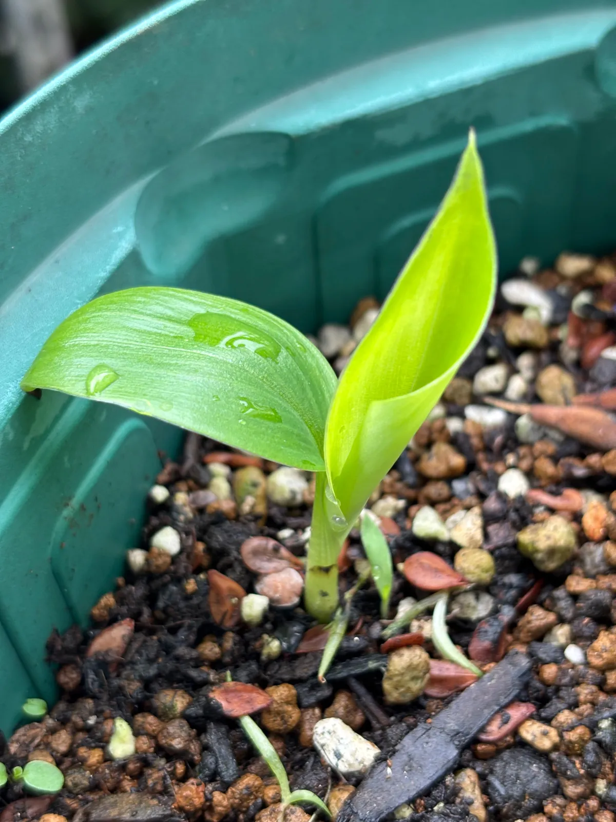 Musa sikkimensis 'Red Tiger' (バナナ シッキメンシス レッドタイガー)