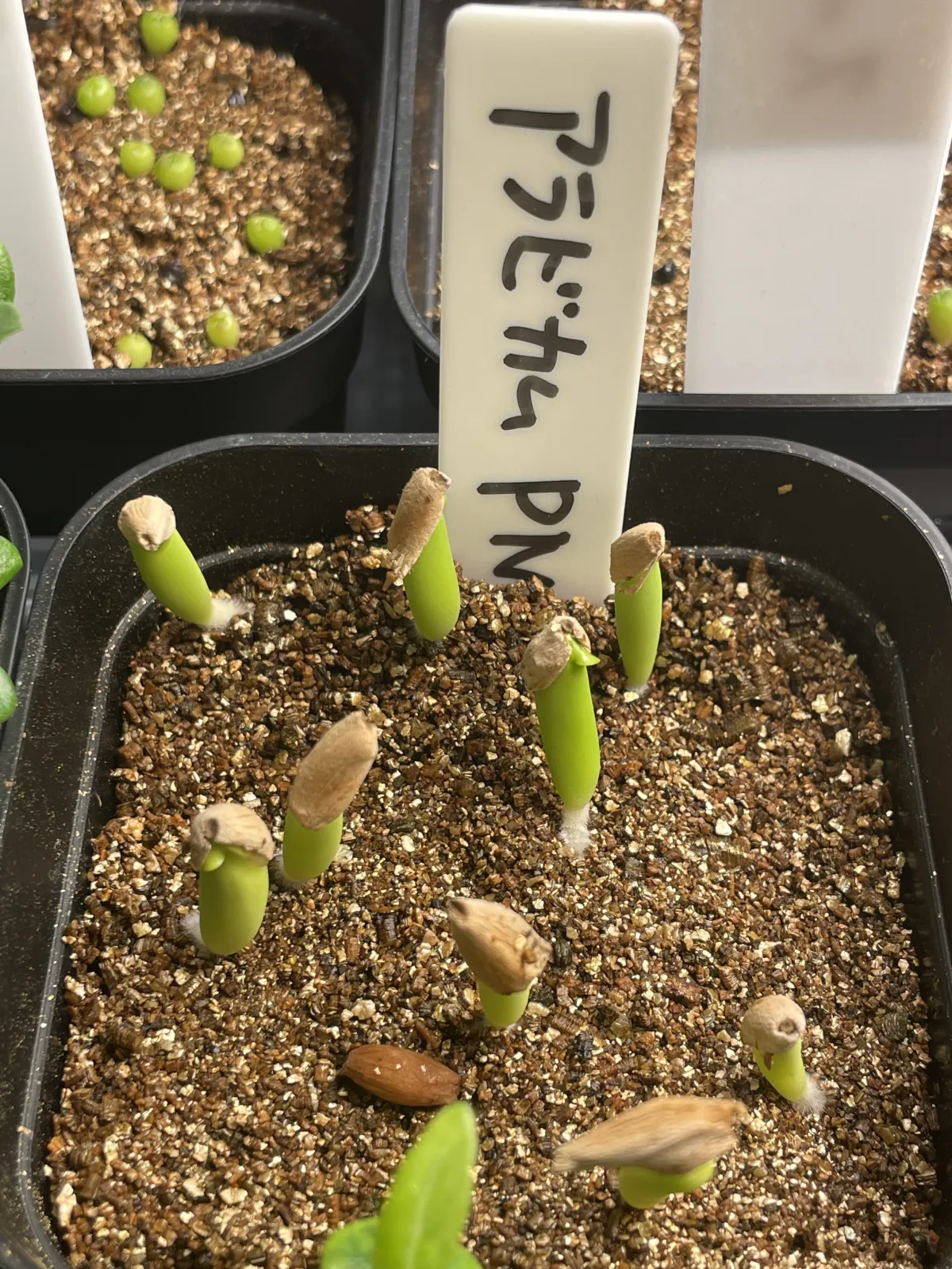 Adenium arabicum (アデニウム アラビカム)