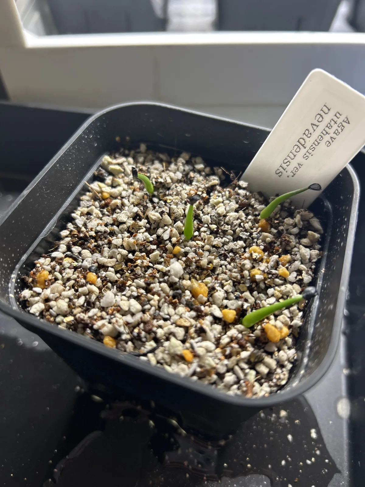 Agave utahensis var. nevadensis (アガベ ユタエンシス ネヴァデンシス)