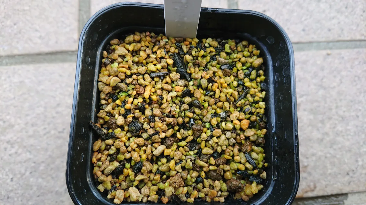 Ferocactus latispinus (フェロカクタス ラティスピナス 日の出丸)