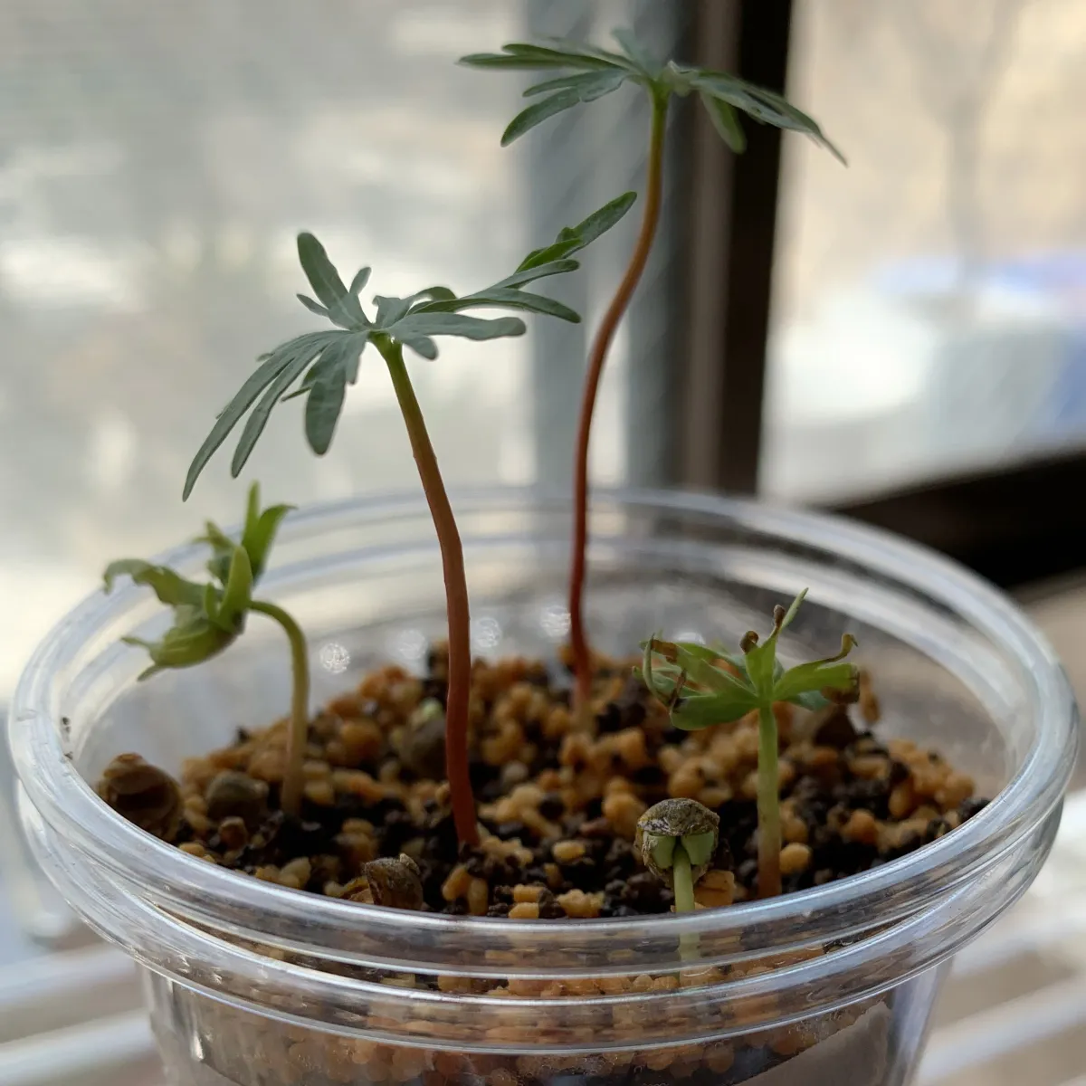 Bursera fagaroides (ブルセラ ファガロイデス)