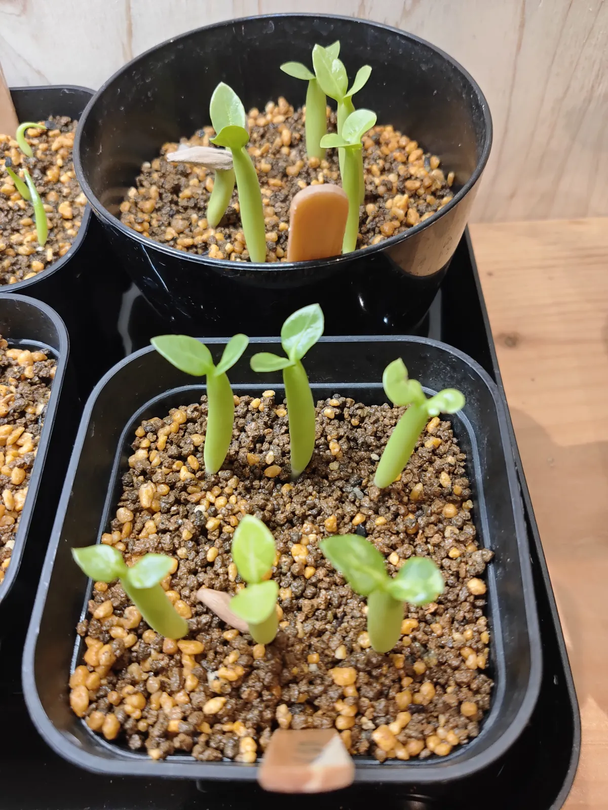 Adenium arabicum Black Stem (アデニウム アラビカム ブラックステム)