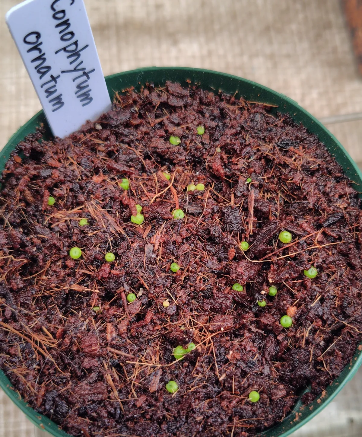 Conophytum ornatum (コノフィツム オルナツム)
