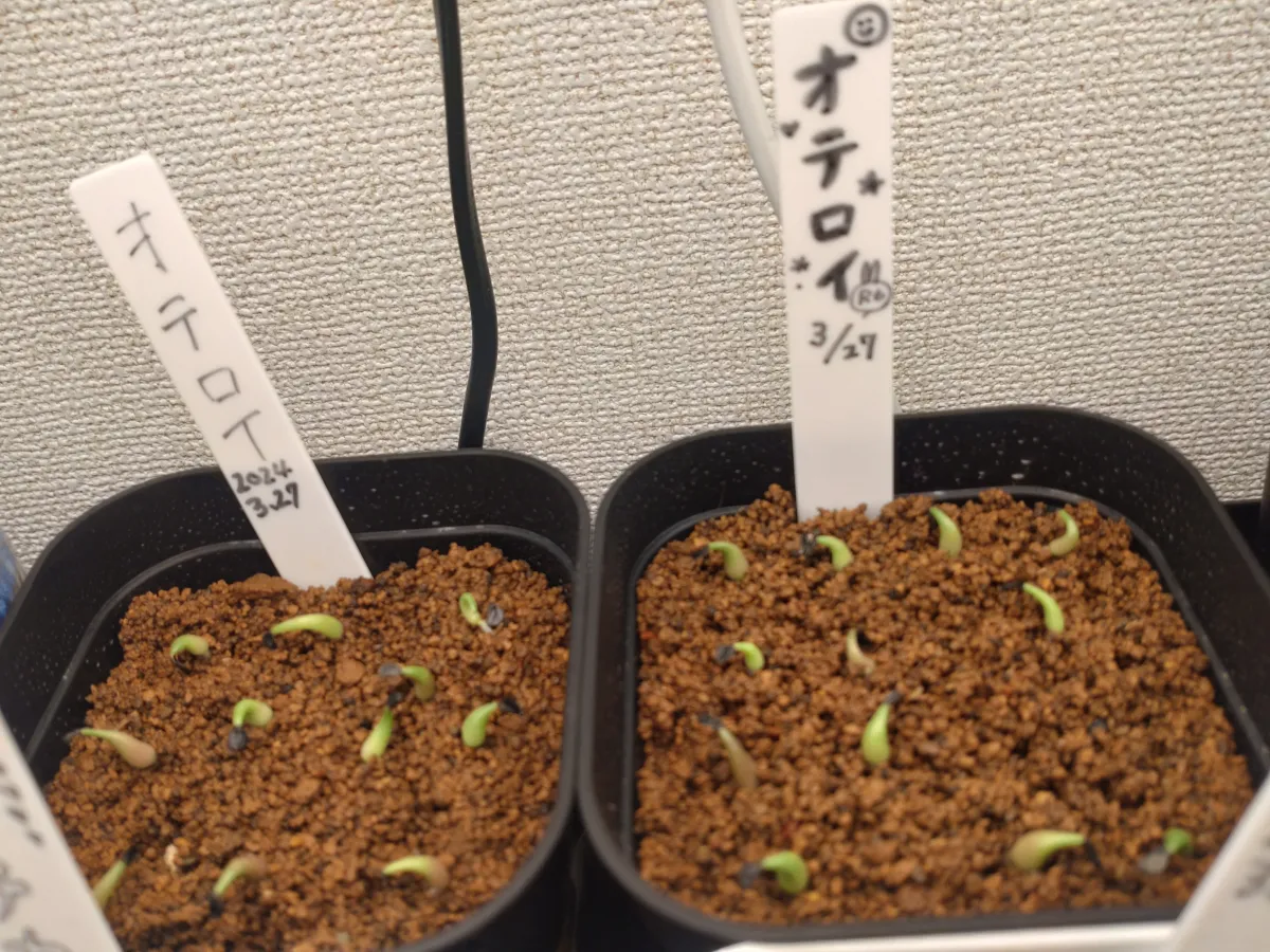 Agave oteroi (アガベ オテロイ)