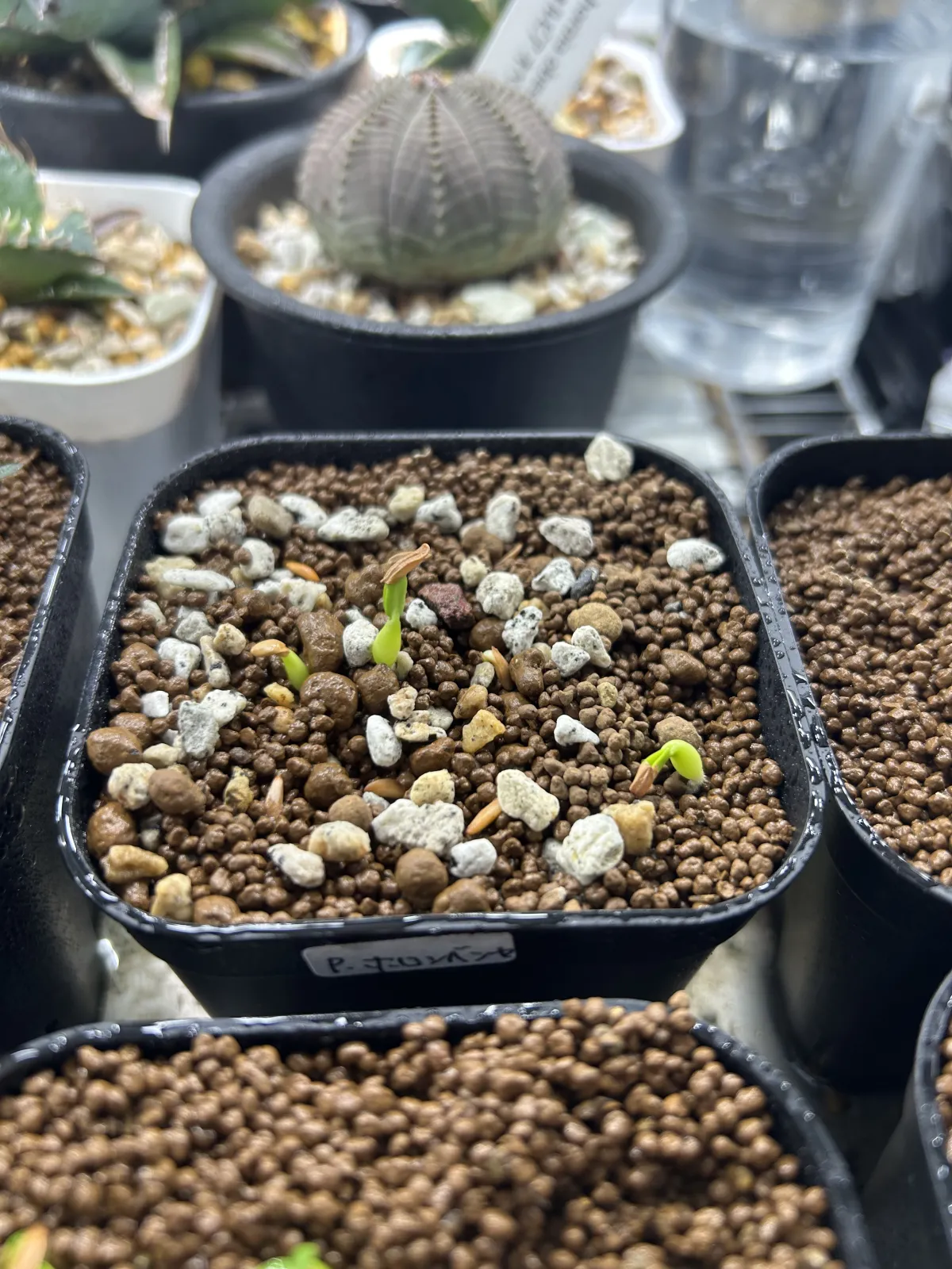 Pachypodium horombense (パキポディウム ホロンベンセ)