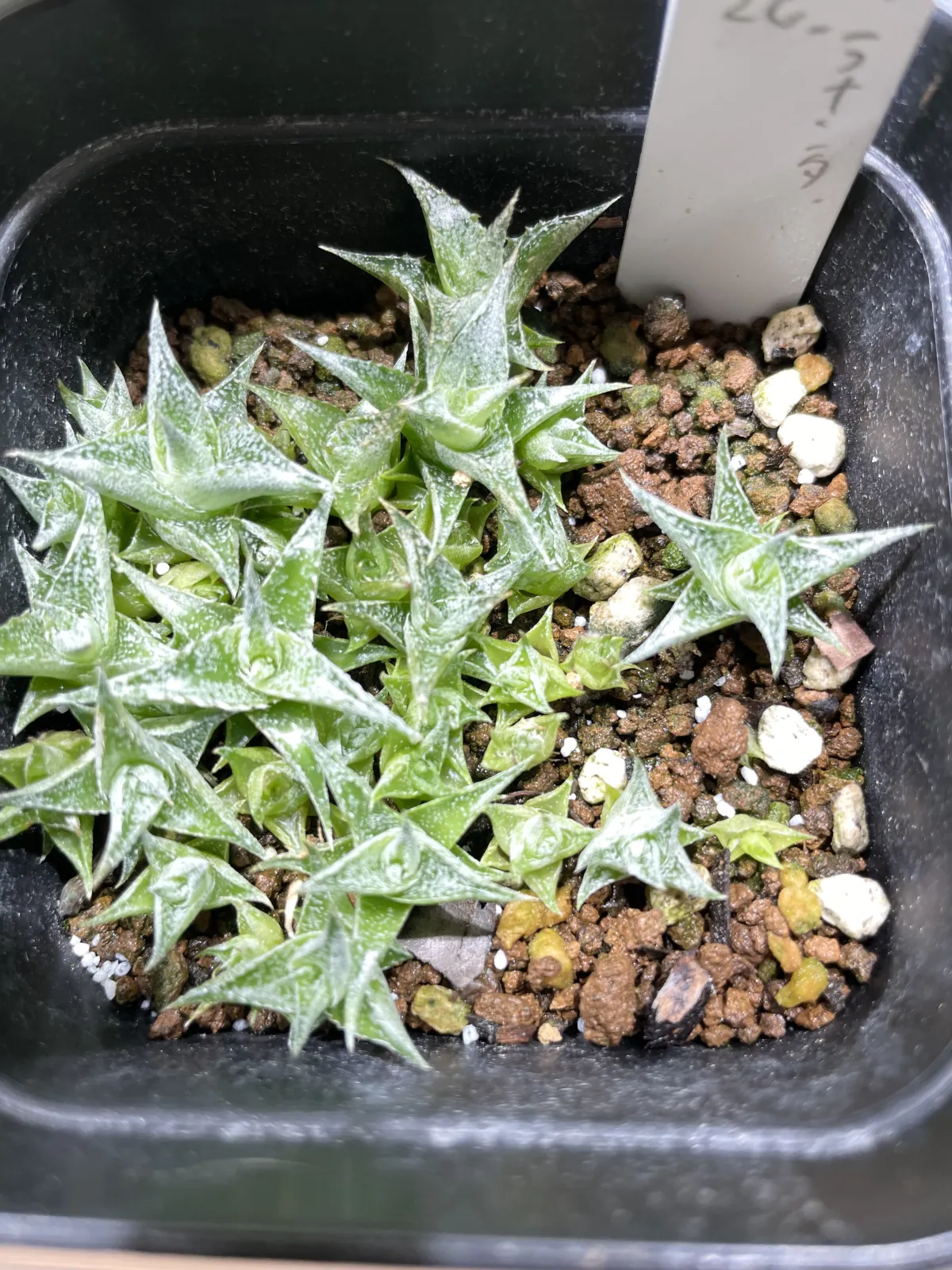 Hechtia lanata (ヘクチア ラナータ)