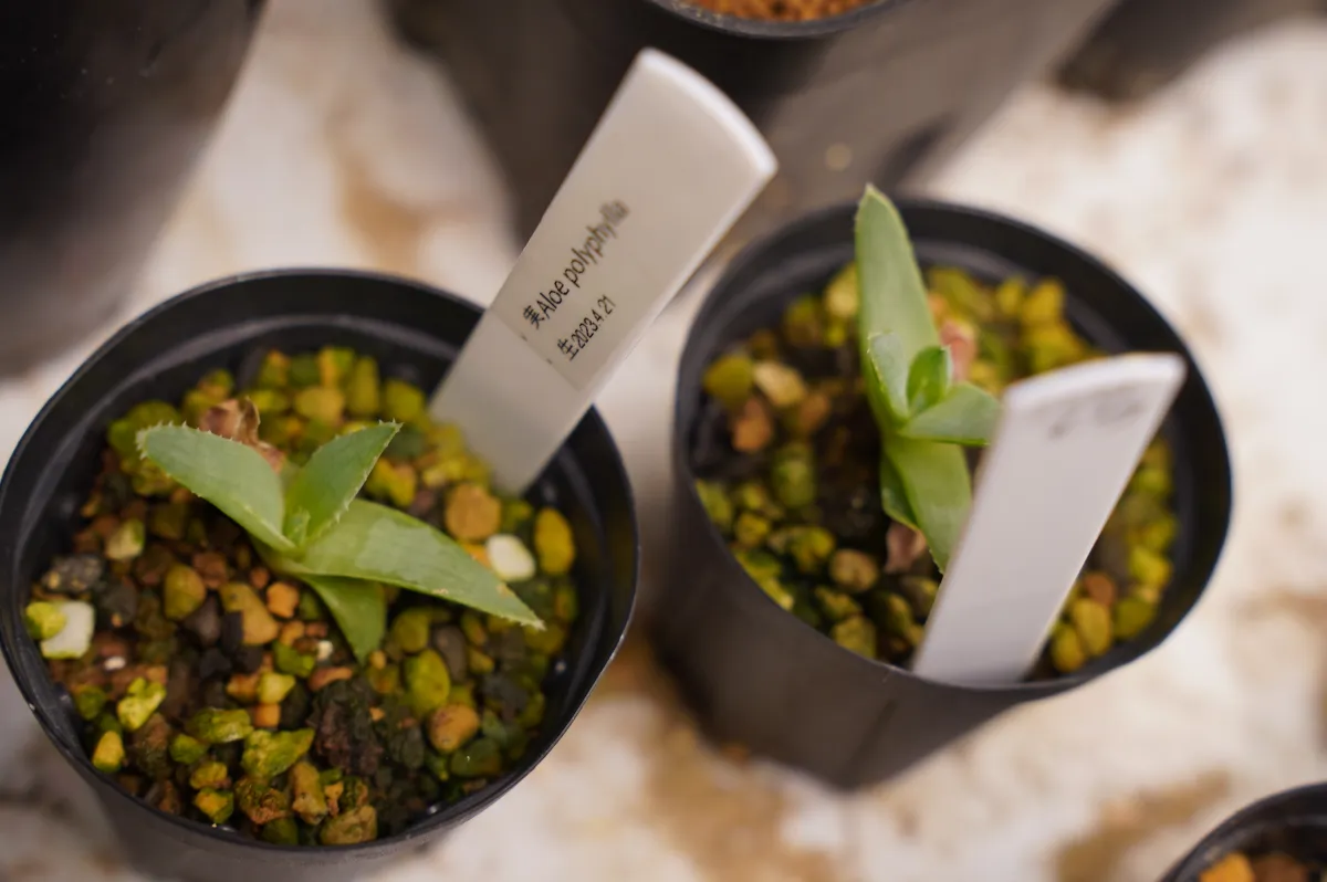 Aloe polyphylla (アロエ ポリフィラ)