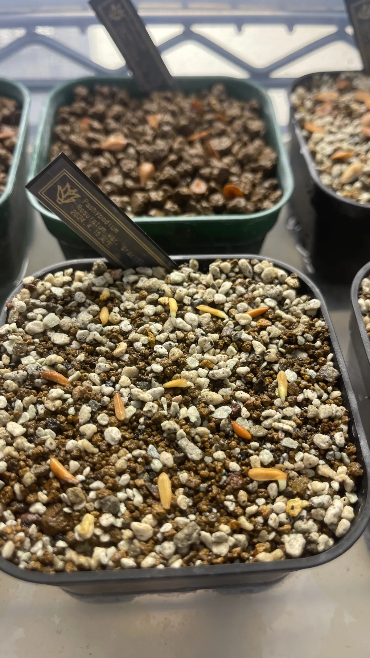 Pachypodium rosulatum var. gracilius (パキポディウム グラキリス)