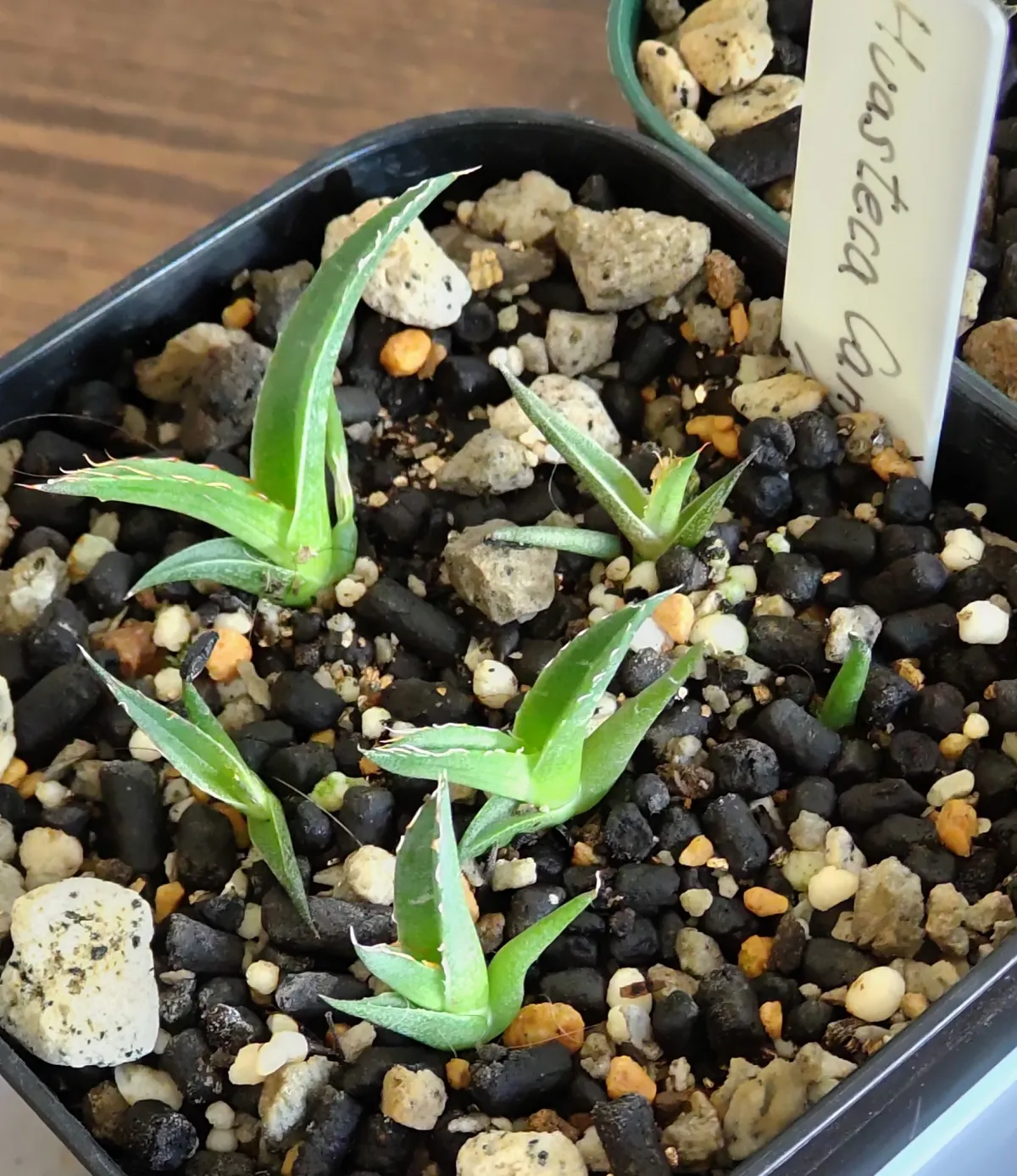 Agave victoriae-reginae 'Huasteca Canyon' (アガベ フアステカキャニオン)