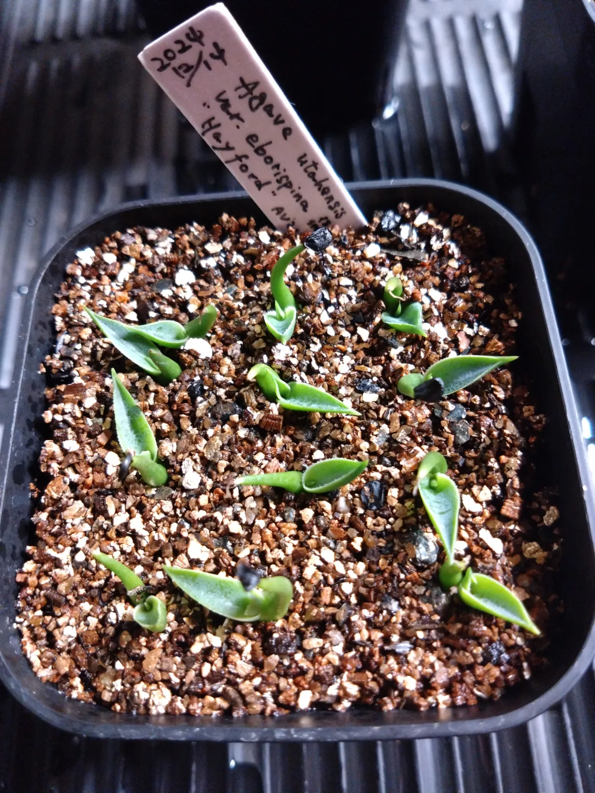 Agave utahensis var. eborispina 'Hayford' (アガベ エボリスピナ ヘイフォード)