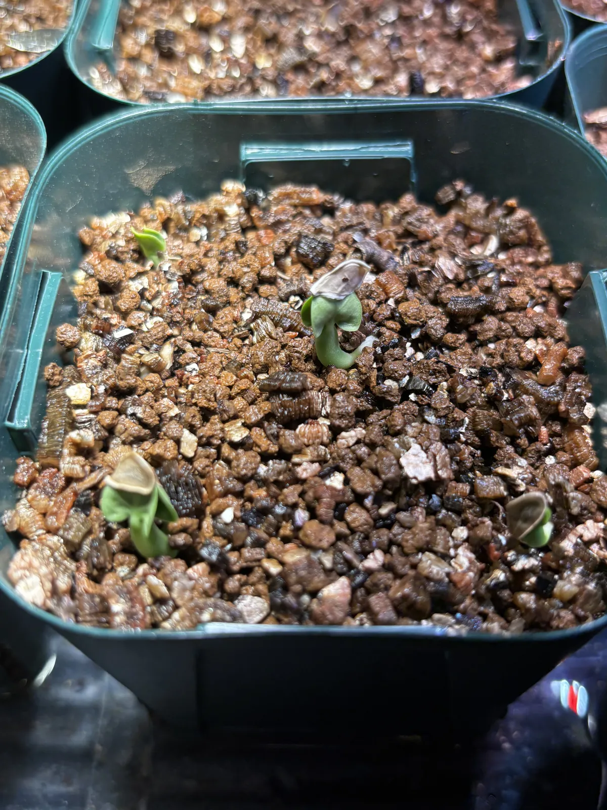 Fockea edulis (フォッケア 火星人)