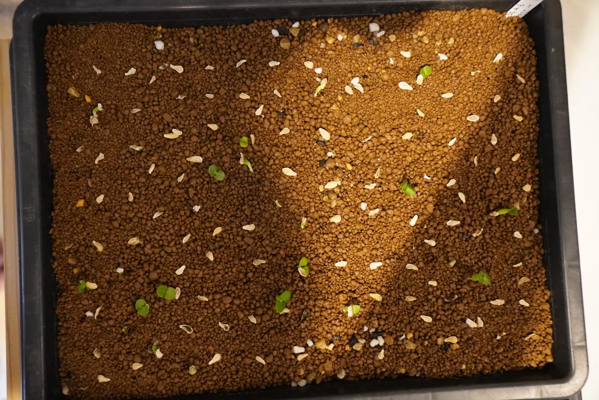 Fockea edulis (フォッケア 火星人)