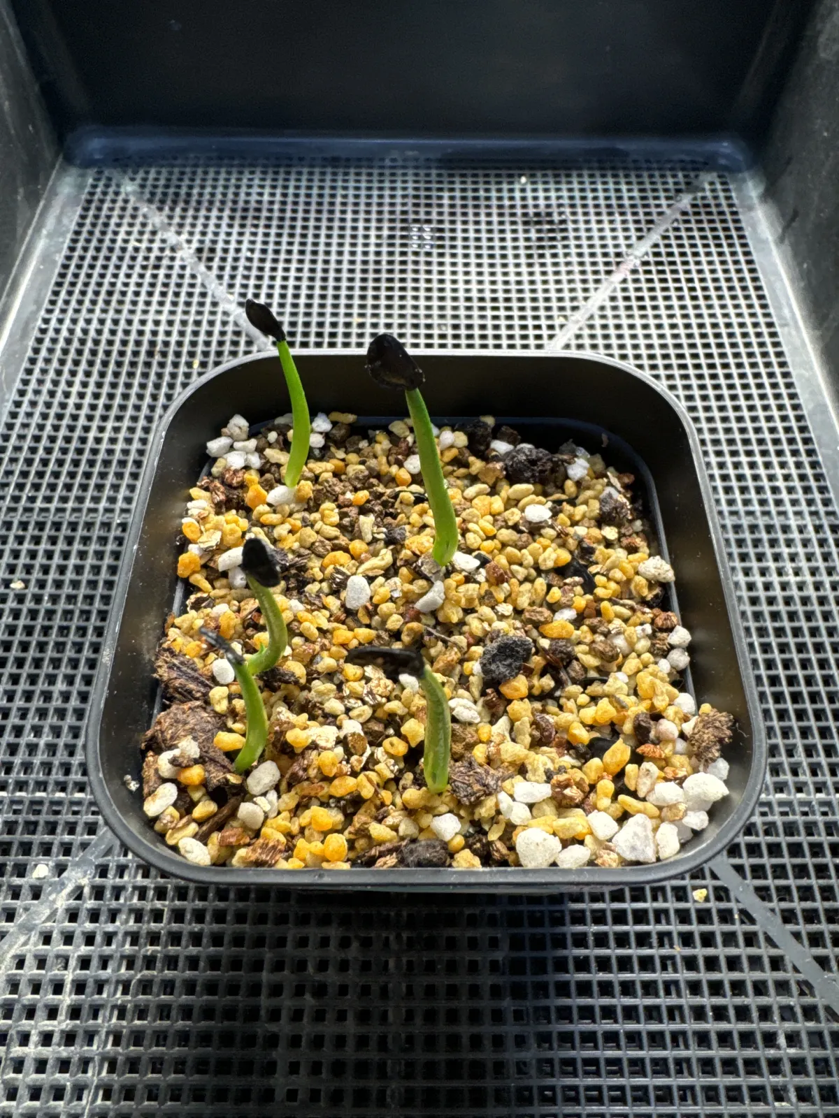 Agave montana (アガベ モンタナ)