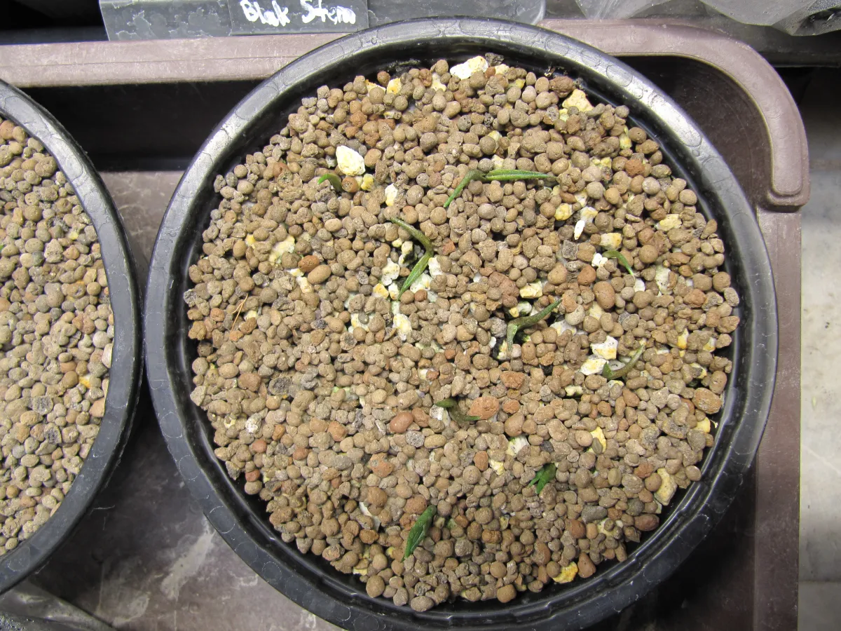 Agave quiotepecensis (アガベ クイオテペセンシス)