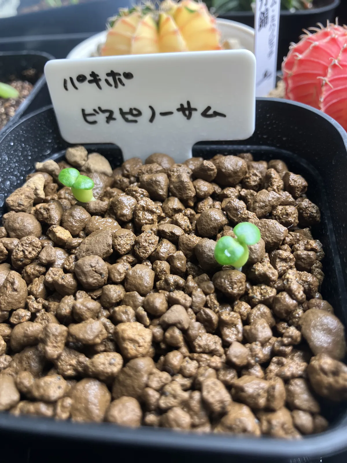 Pachypodium bispinosum (パキポディウム ビスピノーサム)