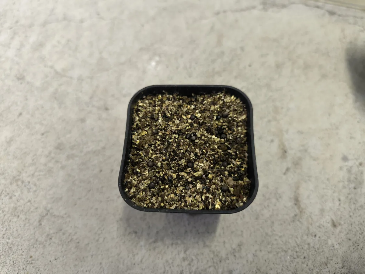 Euphorbia grandicornis subsp. grandicornis (ユーフォルビア グランディコルニス)