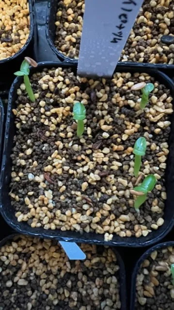 Pachypodium rosulatum var. inopinatum (パキポディウム イノピナツム)