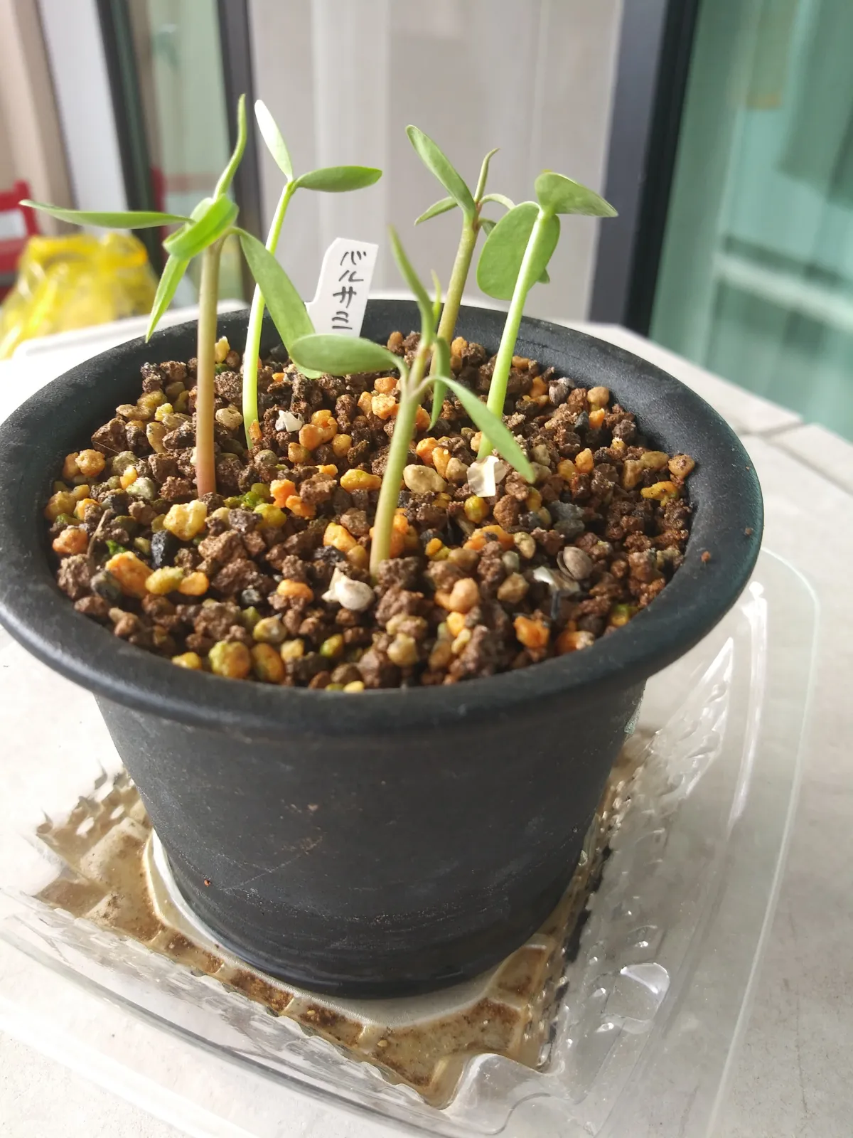 Euphorbia balsamifera (ユーフォルビア バルサミフェラ)