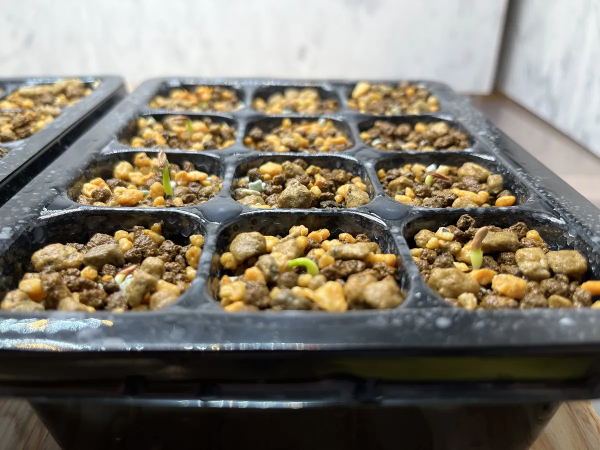 Pachypodium rosulatum var. gracilius (パキポディウム グラキリス)