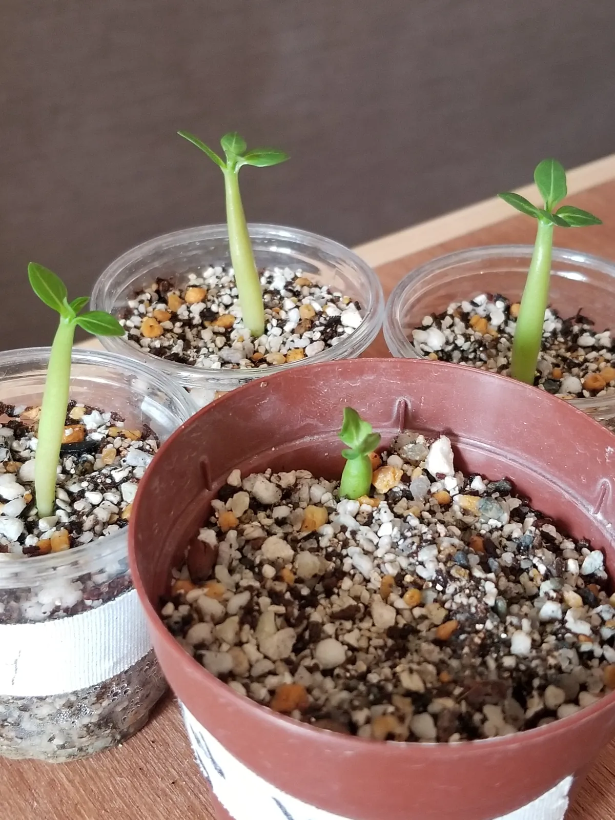 Adenium arabicum (アデニウム アラビカム イエメン)