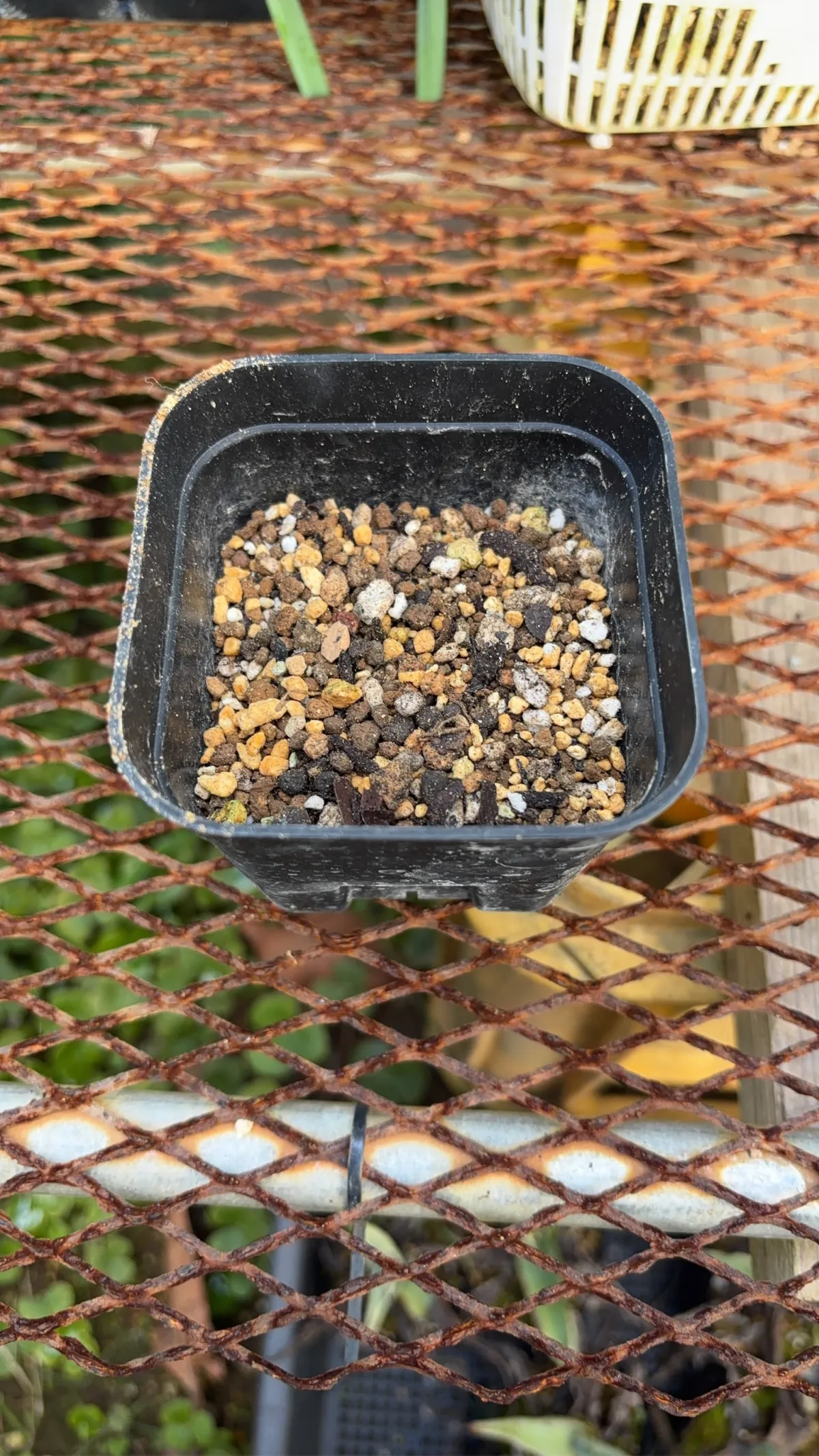 Adenium arabicum (アデニウム アラビカム)