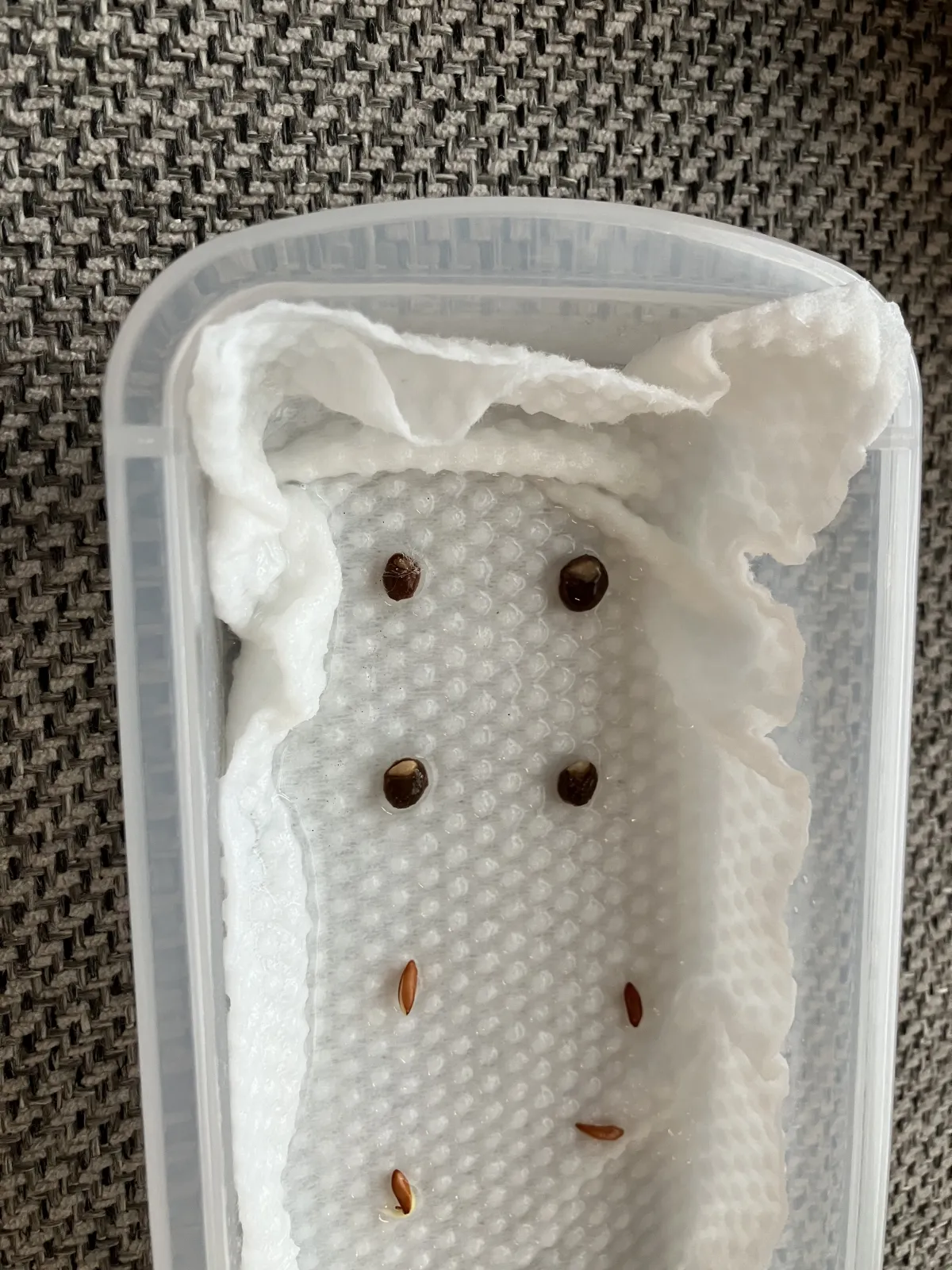 Operculicarya pachypus (オペルクリカリア パキプス)