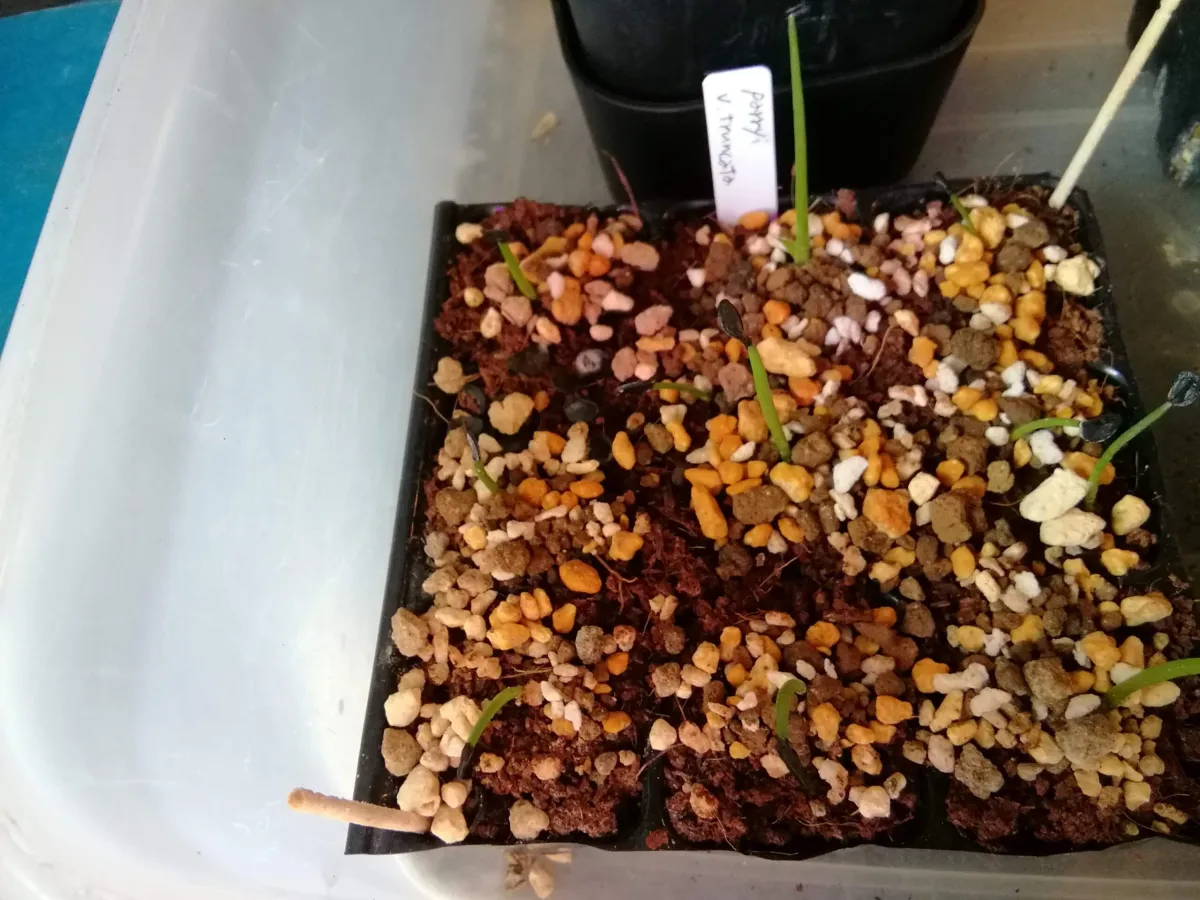 Agave parryi var. truncata (アガベ パリー トランカータ)