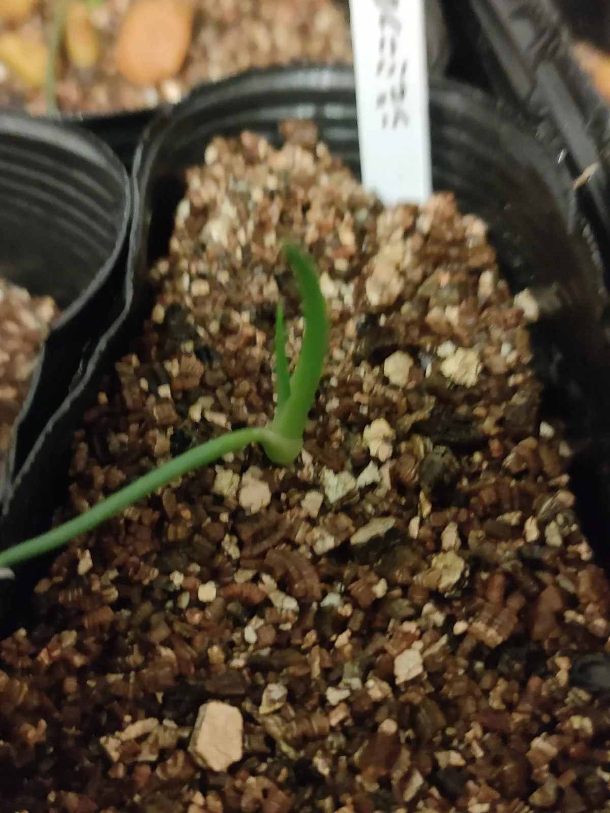 Agave geminiflora (アガベ ジェミニフローラ)