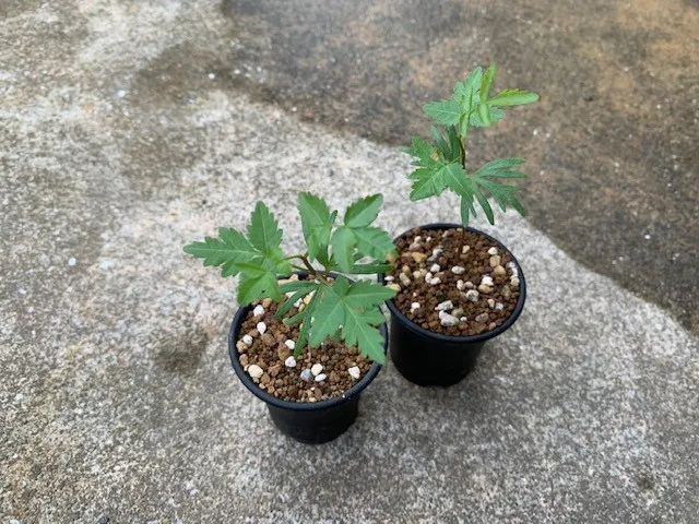 Bursera fagaroides (ブルセラ ファガロイデス)