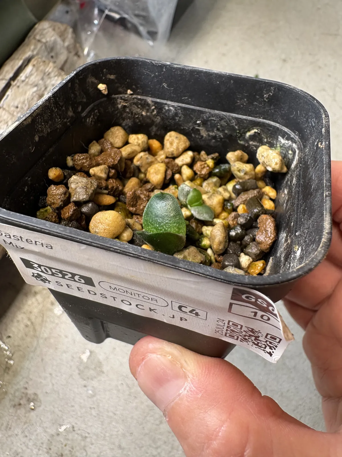 Gasteria Mix Mix (ガステリア ミックス)