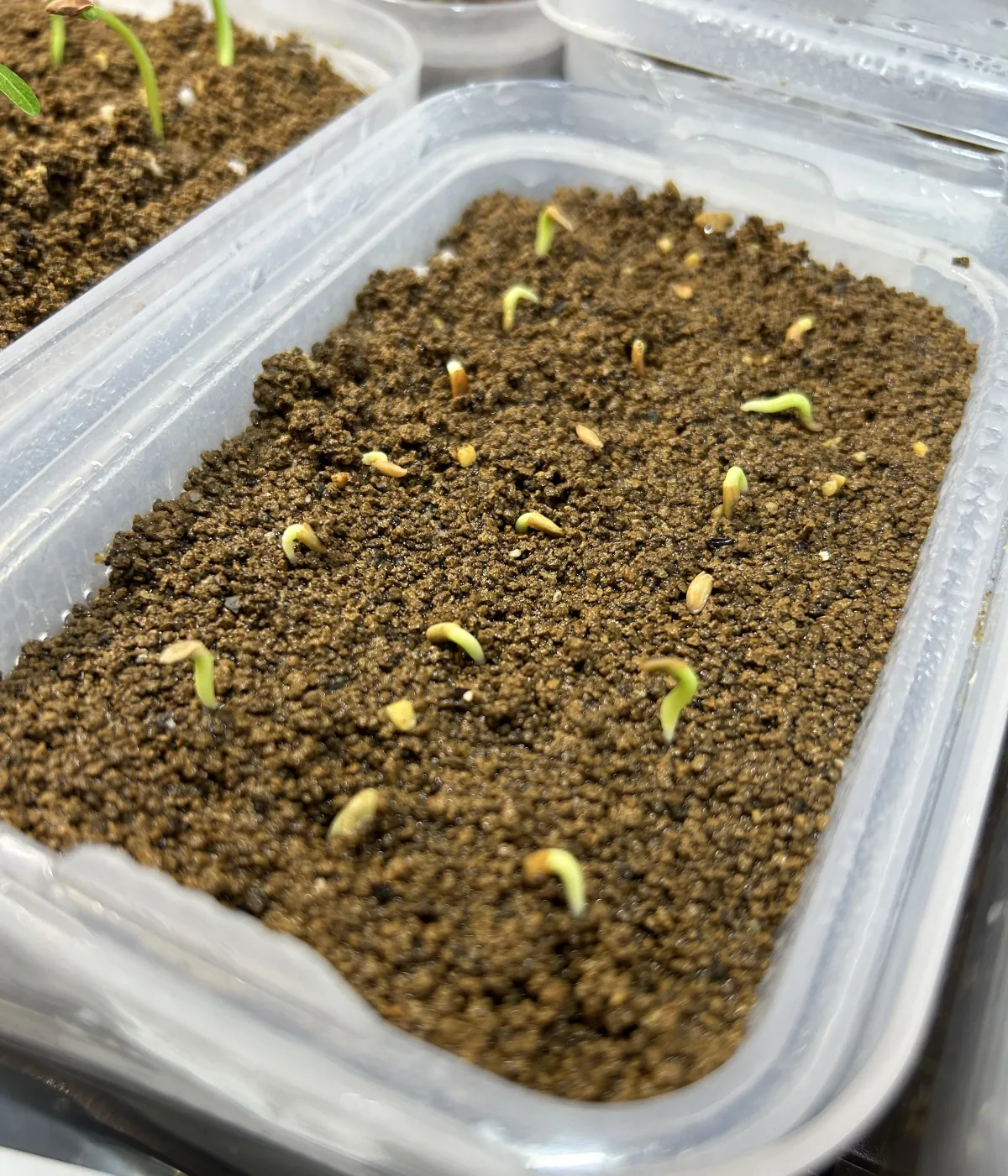 Pachypodium rosulatum var. gracilius (パキポディウム グラキリス)