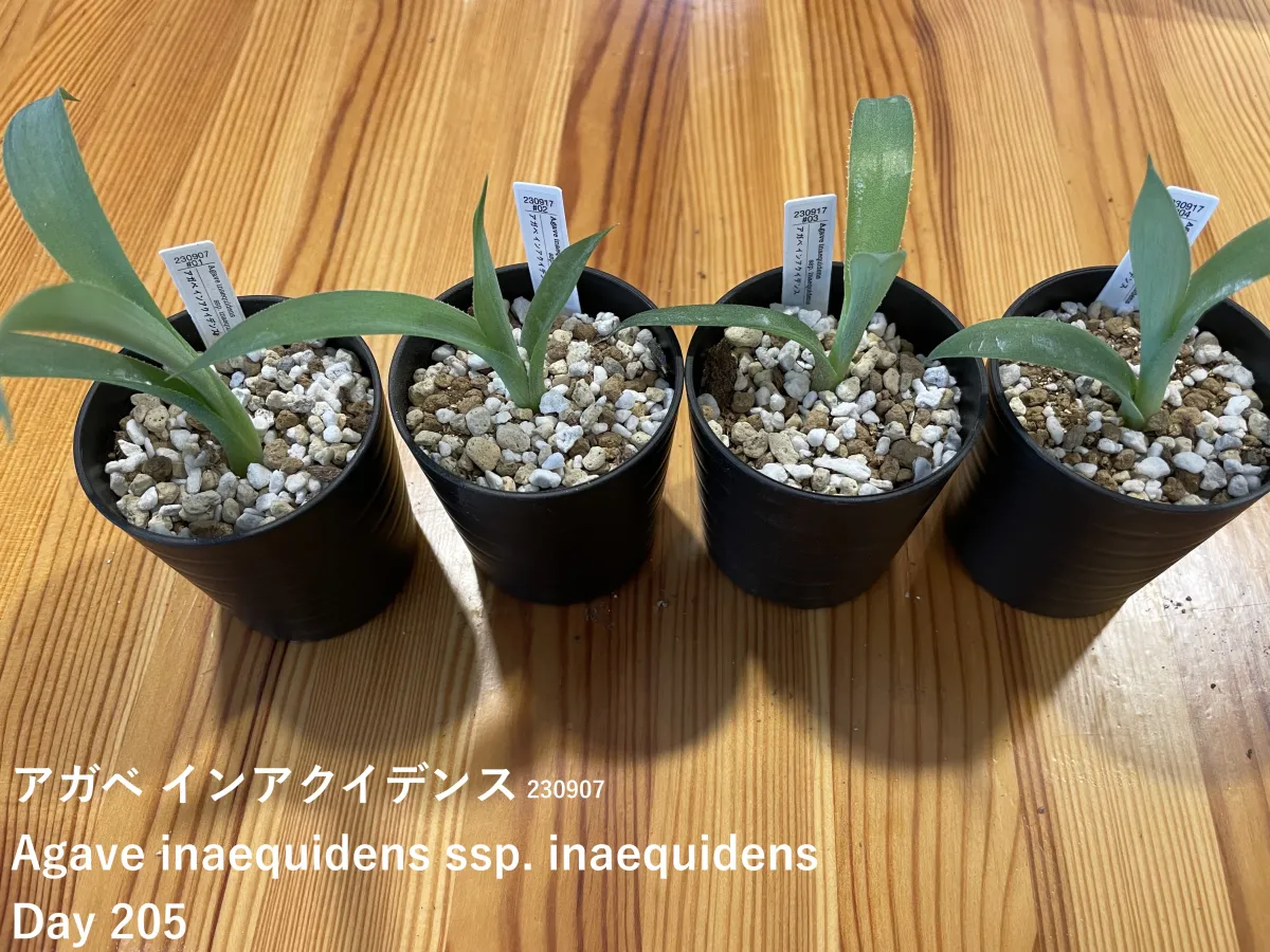 Agave inaequidens (アガベ インアクイデンス)