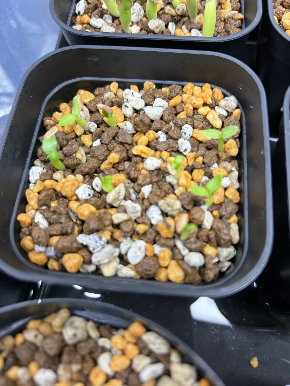 Pachypodium brevicaule subsp. leucoxanthum (パキポディウム レウコキサンツム)