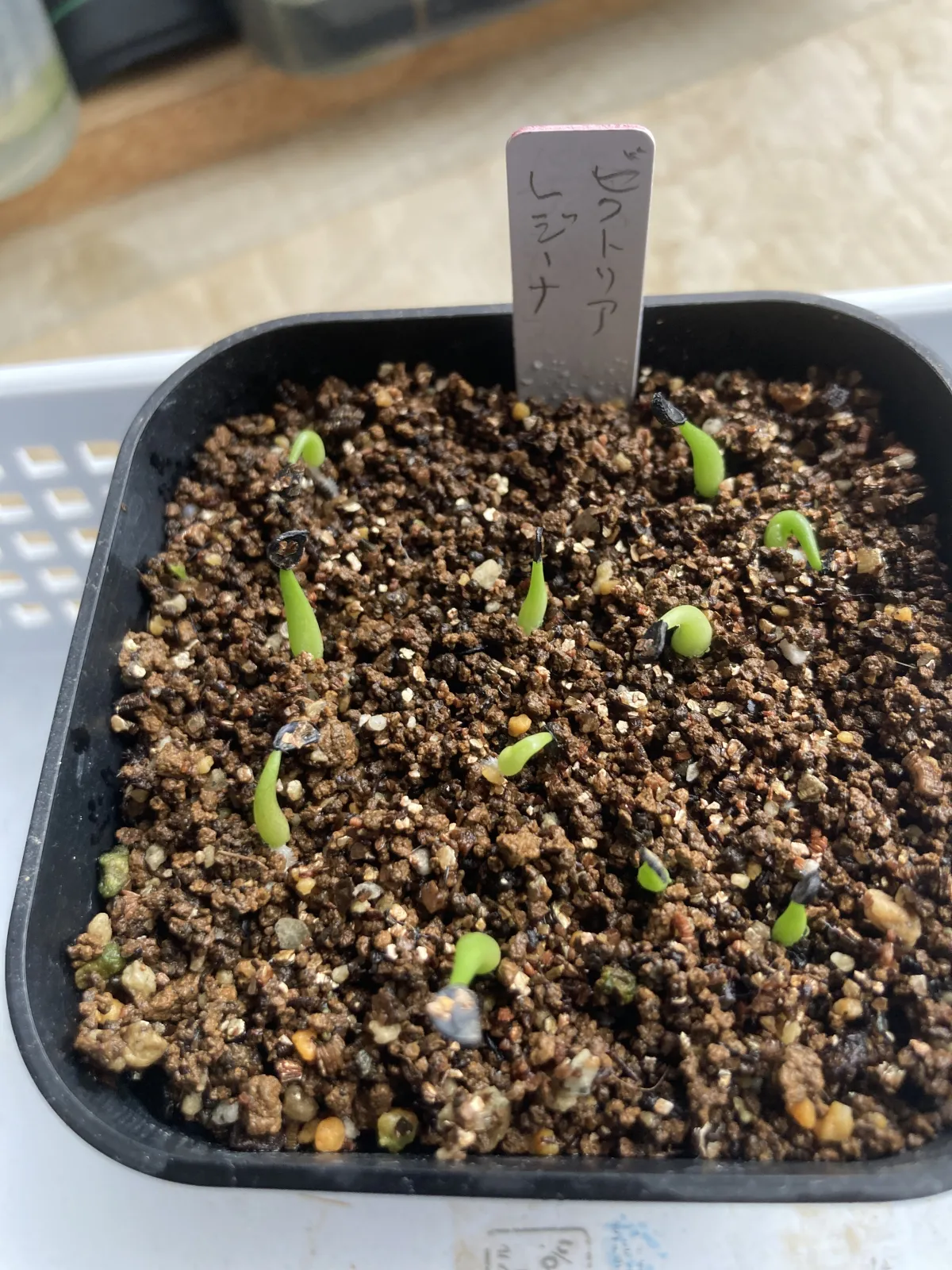 Agave victoriae-reginae (アガベ ビクトリアレジーナエ 笹の雪)