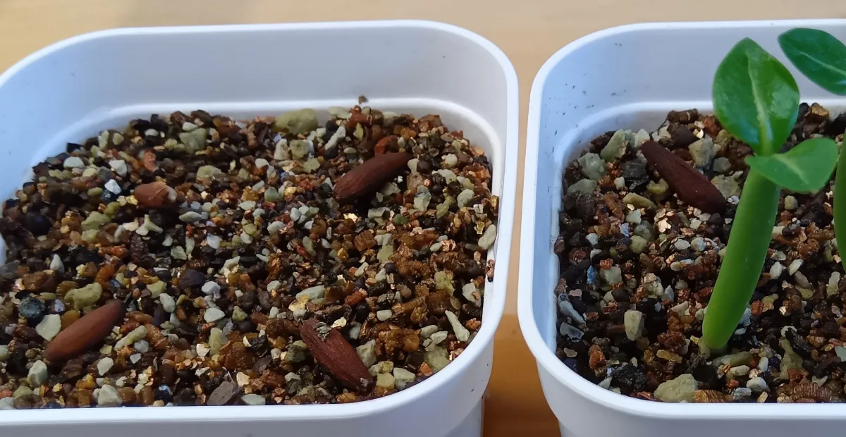 Adenium Godji x Fat Black Godji x Fat Black (アデニウム ゴッジファットブラック)