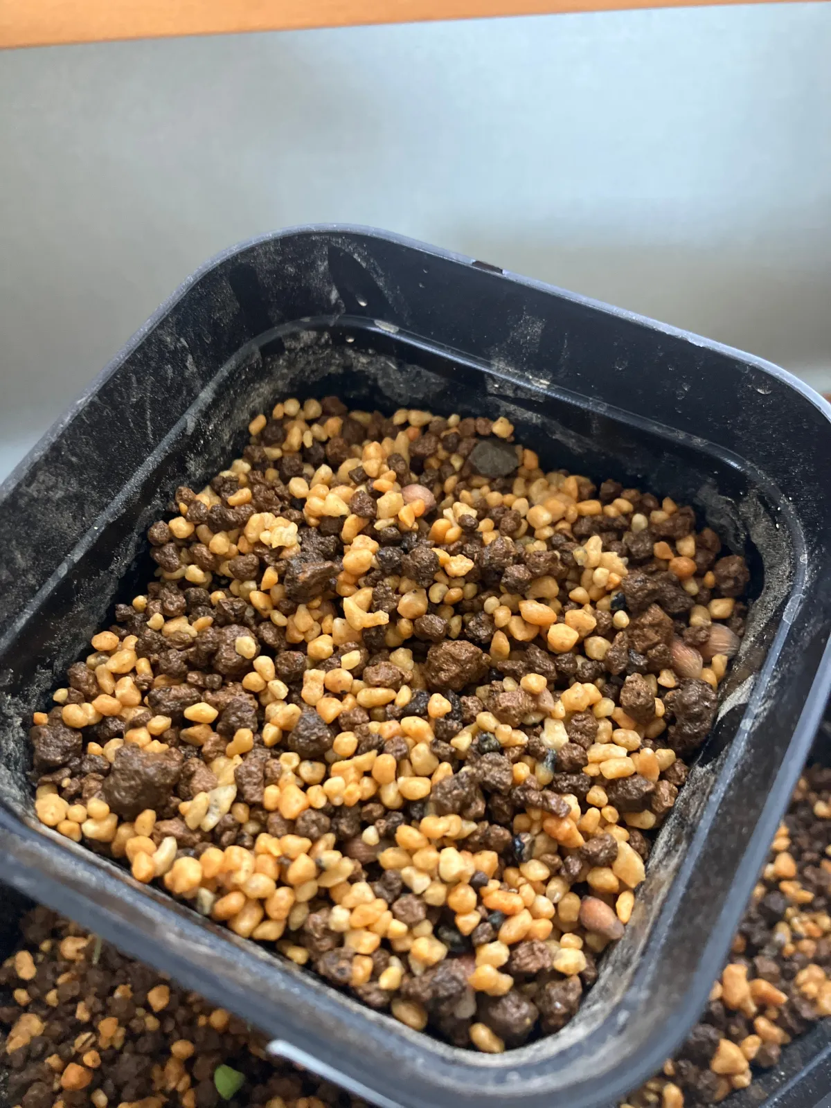 Zantedeschia aethiopica (ザンテデスキア オランダカイウ)