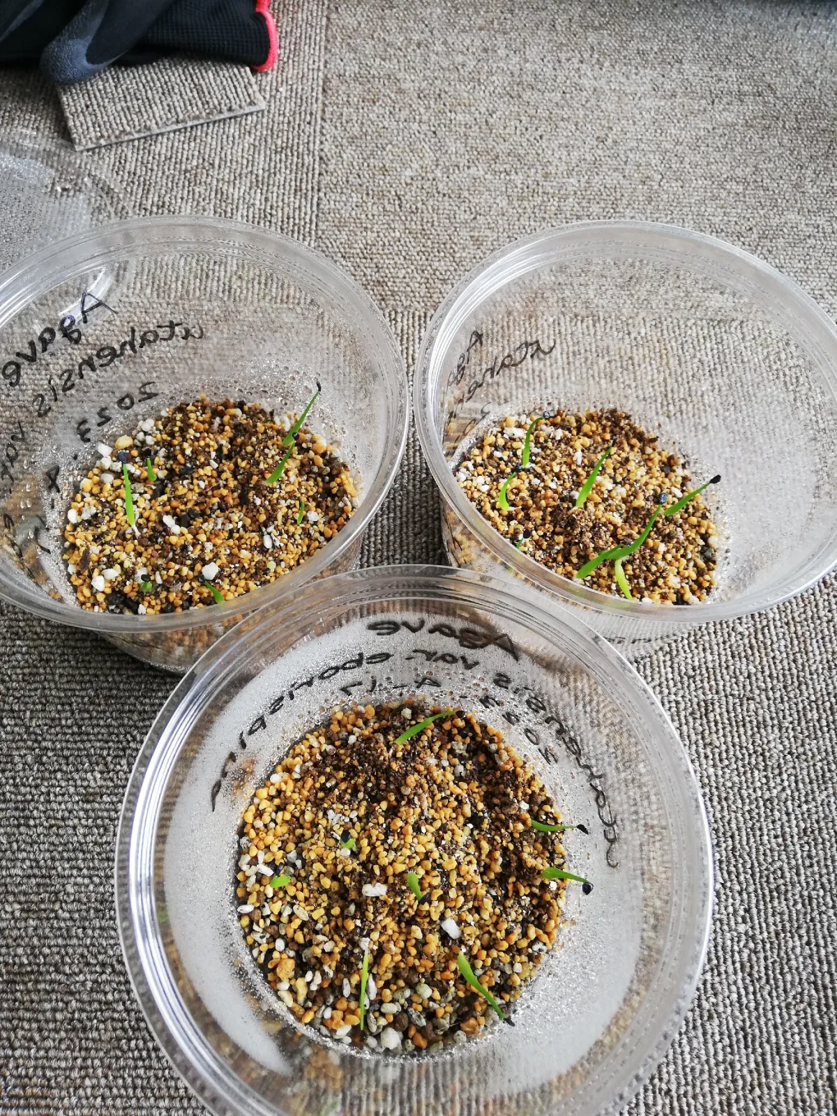 Agave utahensis var. eborispina (アガベ エボリスピナ)