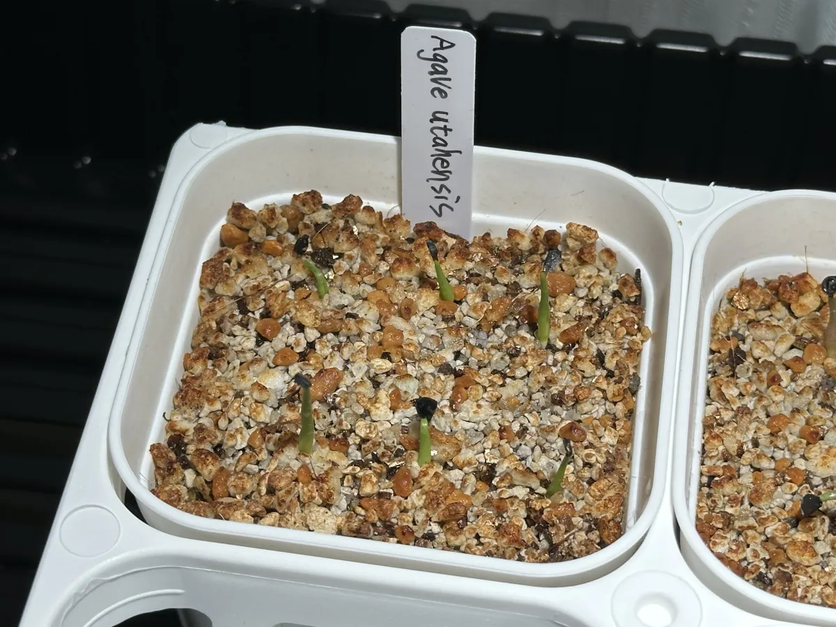 Agave utahensis var. eborispina (アガベ エボリスピナ)