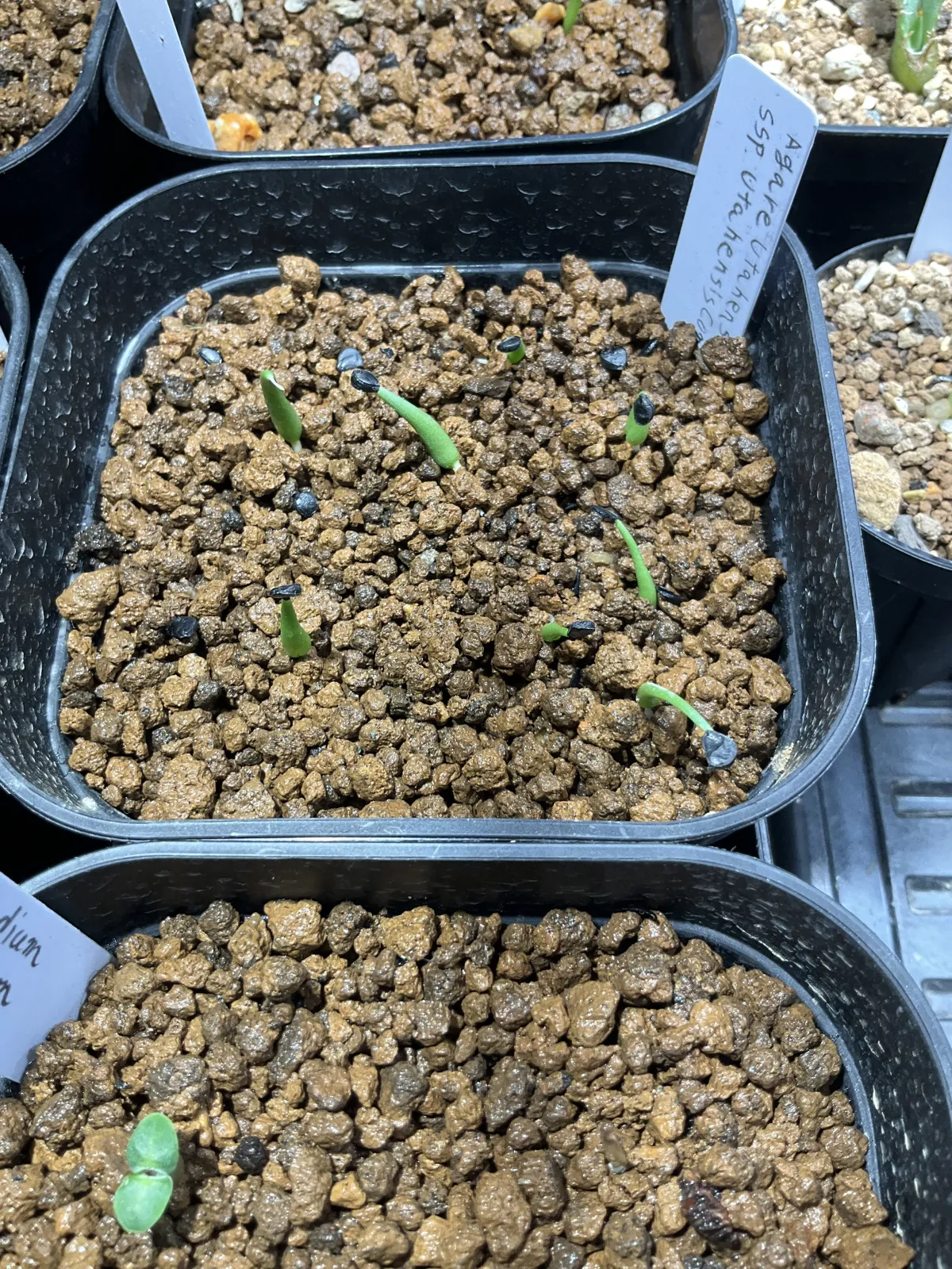 Agave utahensis ssp. utahensis 'Compacta' (アガベ ユタエンシスコンパクタ)