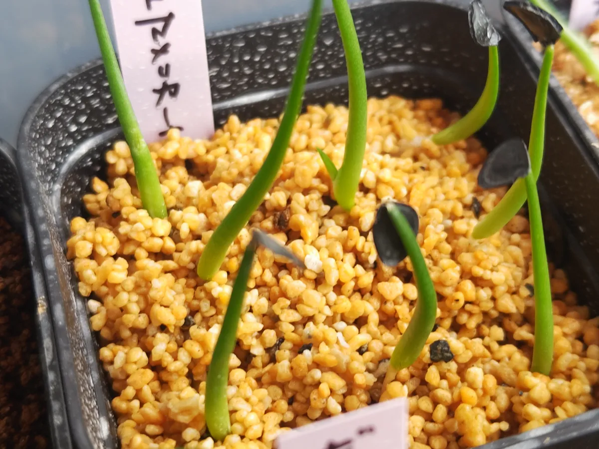 Agave americana ssp. protoamericana (アガベ プロトアメリカーナ)