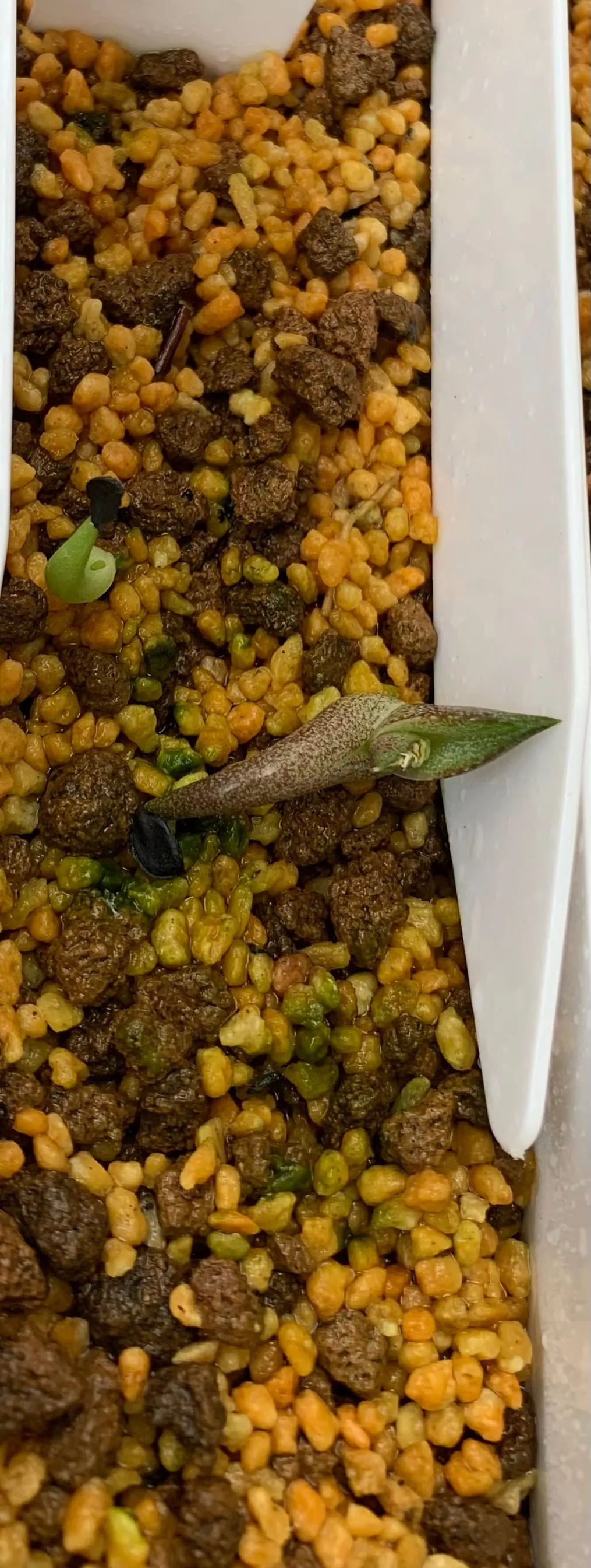 Agave oteroi (アガベ オテロイ)