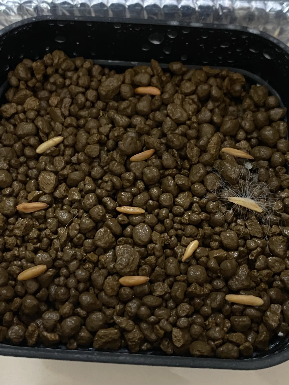 [無料種子] 発芽難 パキポディウム グラキリス　 Pachypodium rosulatum var. gracilius