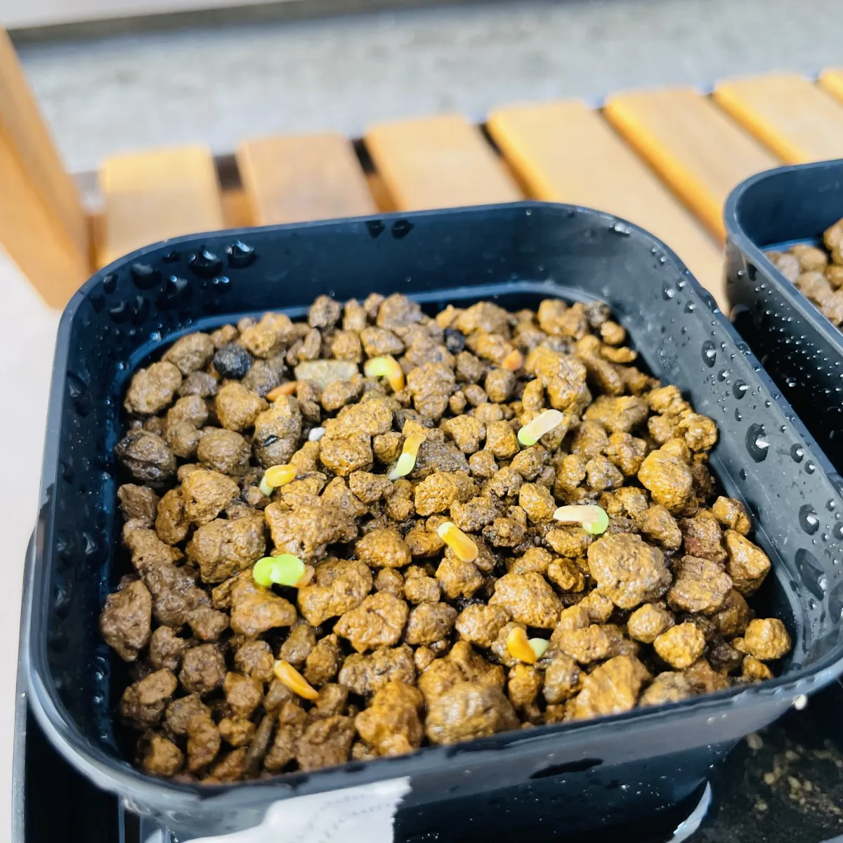 Pachypodium enigmaticum (パキポディウム エニグマチカム)