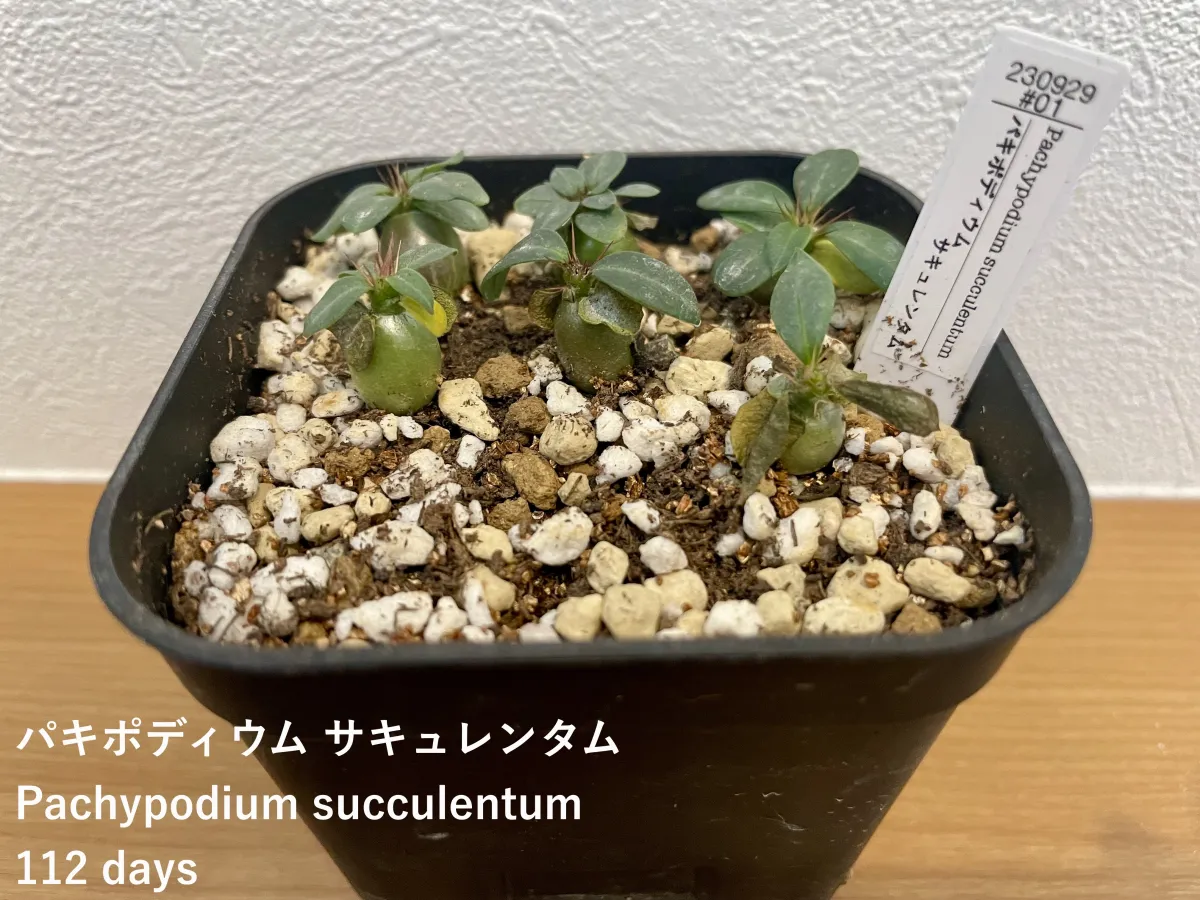 Pachypodium succulentum (パキポディウム サキュレンタム 天馬空)